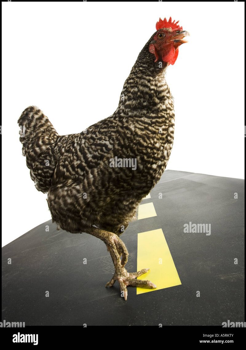 Descubre el Secreto detrás del Juego de Azar de la Carretera de Pollo en España - overview